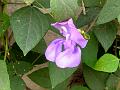 Snail Vine